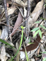 Tricoryne anceps pterocaulon