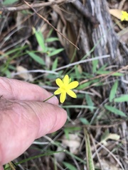 Tricoryne anceps pterocaulon