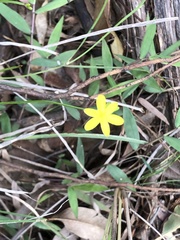 Tricoryne anceps pterocaulon