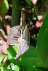 Heteralex rectilineata