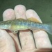 Longjaw Mudsucker - Photo (c) prickly_sculpin, some rights reserved (CC BY-NC), uploaded by prickly_sculpin