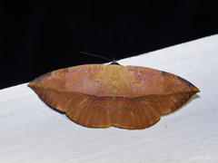 Hypopyra