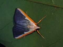 Pylartes subcostalis