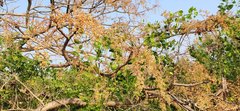Sterculia villosa