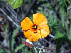 Papaver heterophyllum