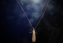 Triplectides obsoletus