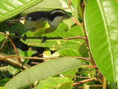 Coereba flaveola caboti