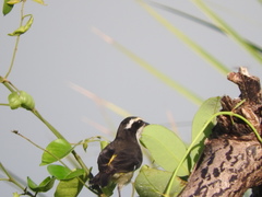 Coereba flaveola caboti