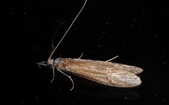 Triplectides obsoletus