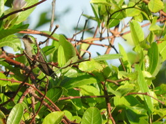 Cynanthus forficatus