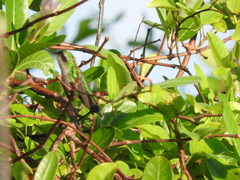 Cynanthus forficatus