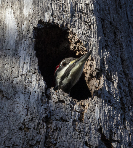 Pileated Woodpecker, photo 10 of 10