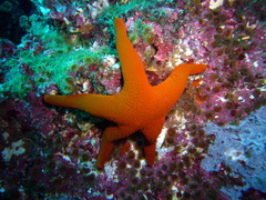 Fromia polypora