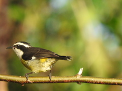Coereba flaveola caboti