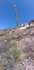 Agave felgeri