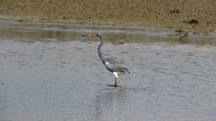 Egretta tricolor
