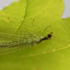 Nineta gravida