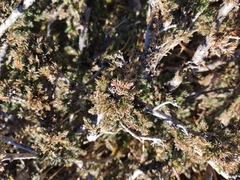 Juniperus indica