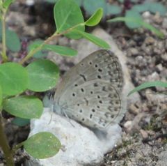 Zizeeria knysna knysna