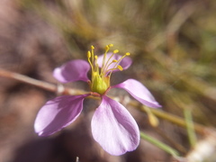 Fagonia barclayana