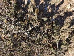 Juniperus indica
