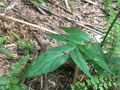 Sambucus gaudichaudiana