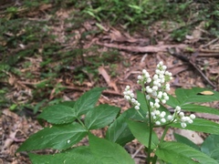Sambucus gaudichaudiana