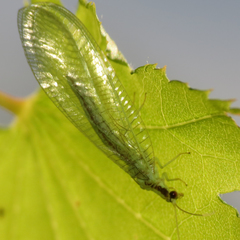 Nineta gravida