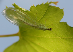Nineta gravida