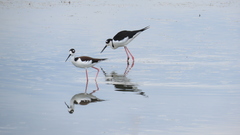Himantopus mexicanus