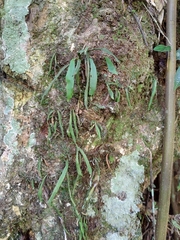 Loxogramme chinensis