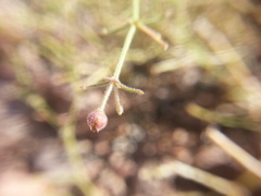 Fagonia barclayana