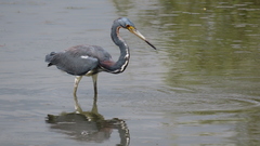 Egretta tricolor