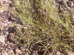 Fagonia barclayana