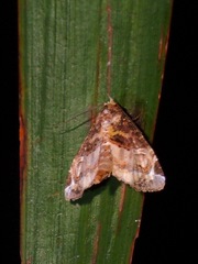 Targalla scelerata