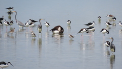 Branta bernicla nigricans