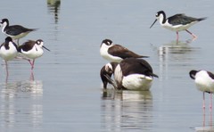 Branta bernicla nigricans