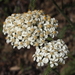 Achillea millefolium occidentalis - Photo (c) J. Maughn, some rights reserved (CC BY-NC), uploaded by J. Maughn