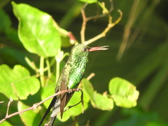 Cynanthus forficatus