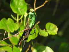 Cynanthus forficatus