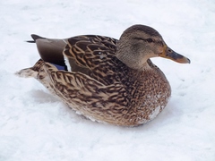 Anas platyrhynchos