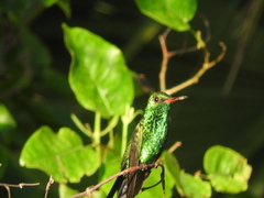 Cynanthus forficatus