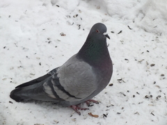 Columba livia