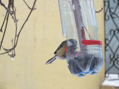 Parus major