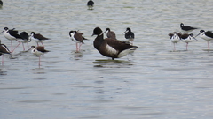 Branta bernicla nigricans
