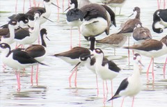 Himantopus mexicanus