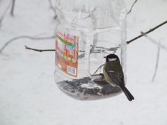 Parus major