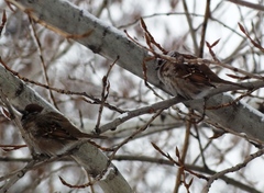 Passer montanus