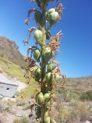 Agave felgeri