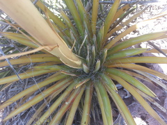 Agave felgeri